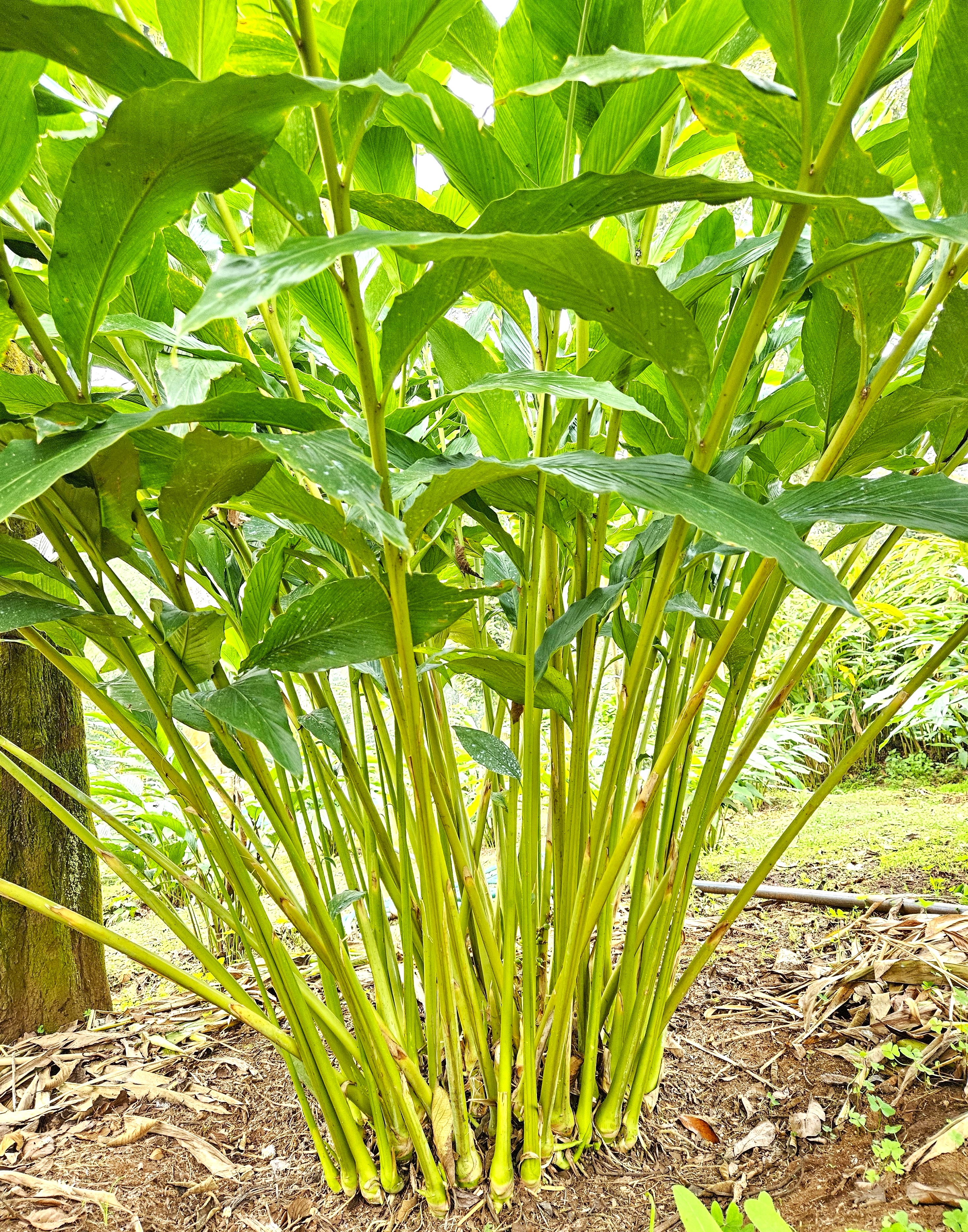 Candida agriculture field