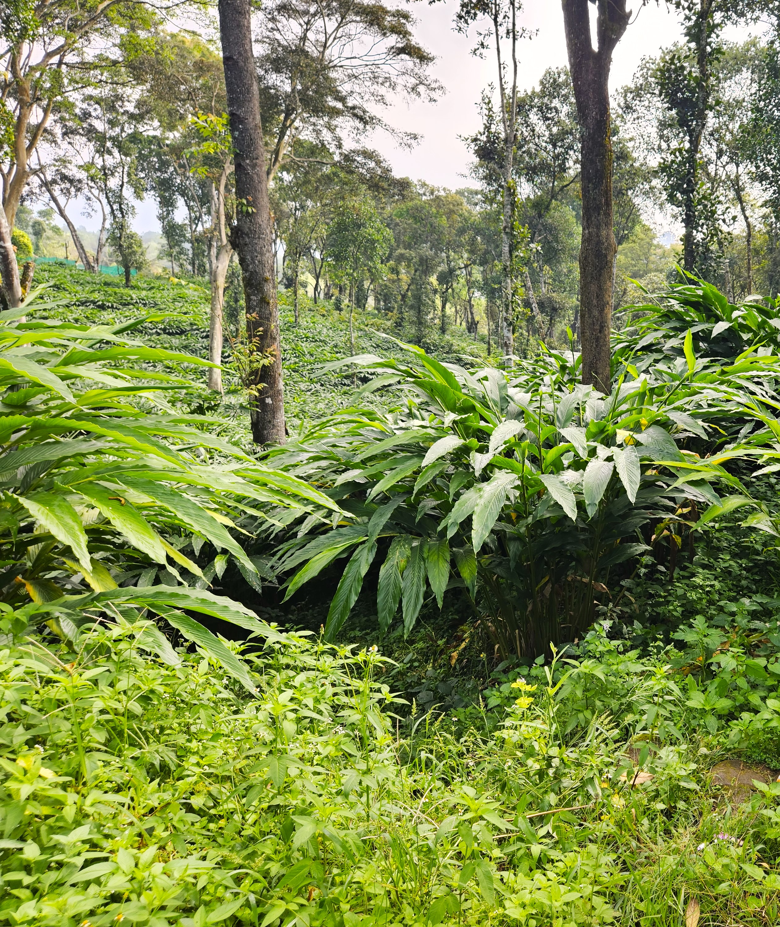 Organic crop care